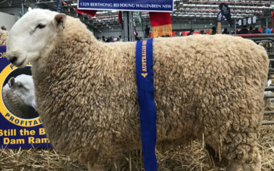 Blue Ribbon at the 2018 Australian Sheep and Wool Show