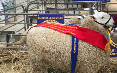 Reserve Junior Champion Ewe 2018 Australian Sheep & Wool Show