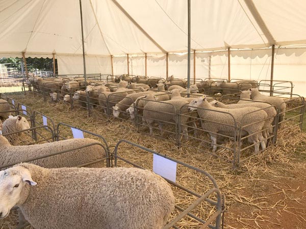 border leicester ram sale North South Stud